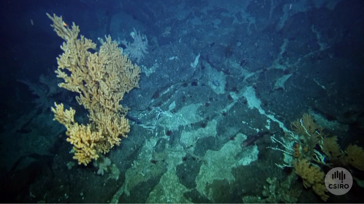 A large coral on a rockface