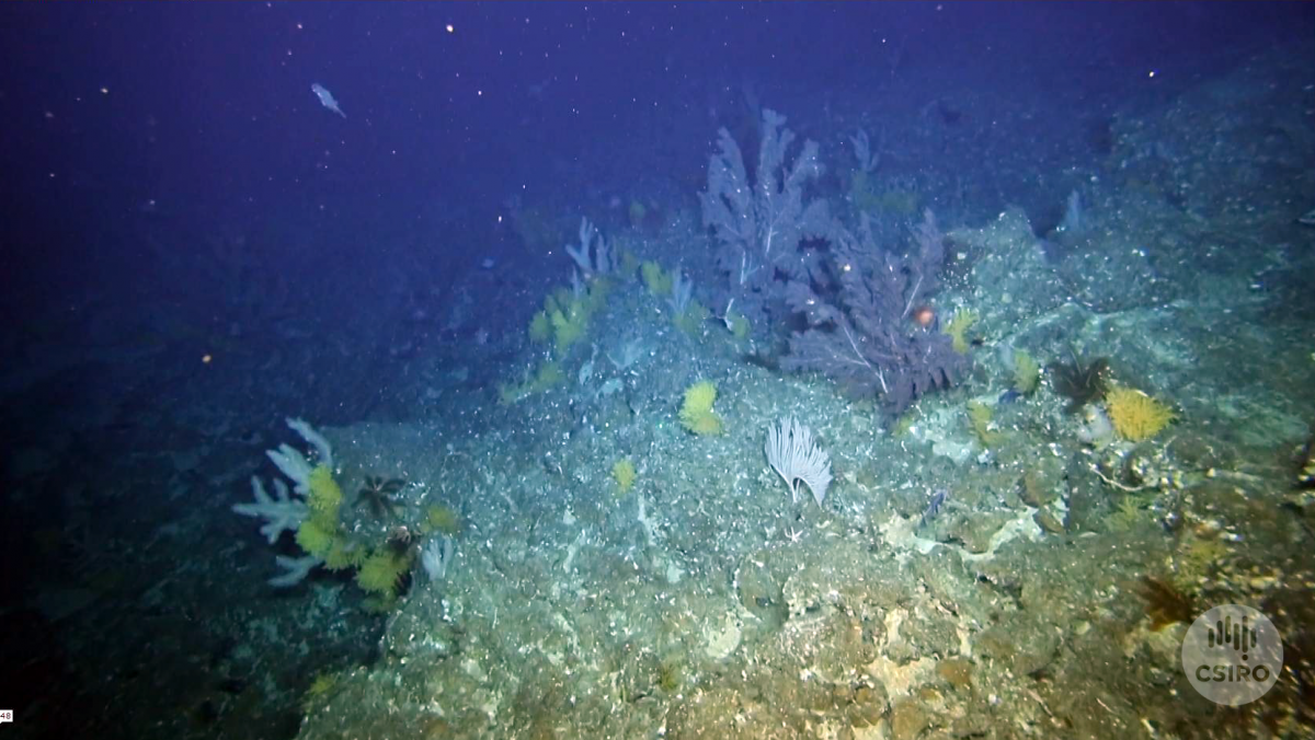 yellow and white corals on a seamount