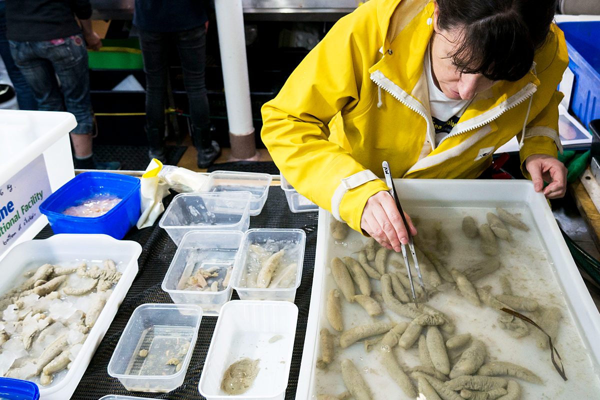 Melanie Mackenzie sorting sea cucumbers