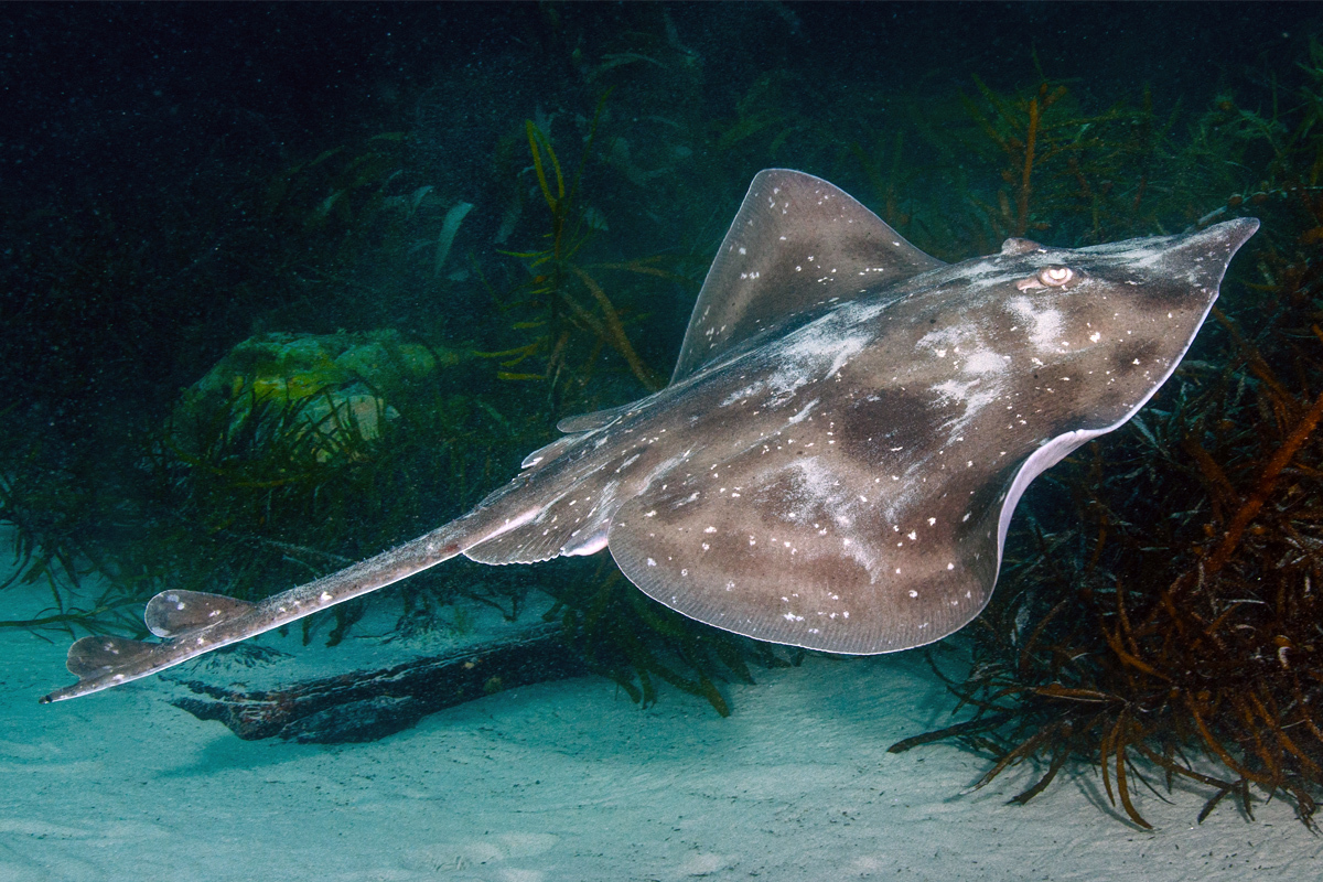 A Melbourne Skate swimming