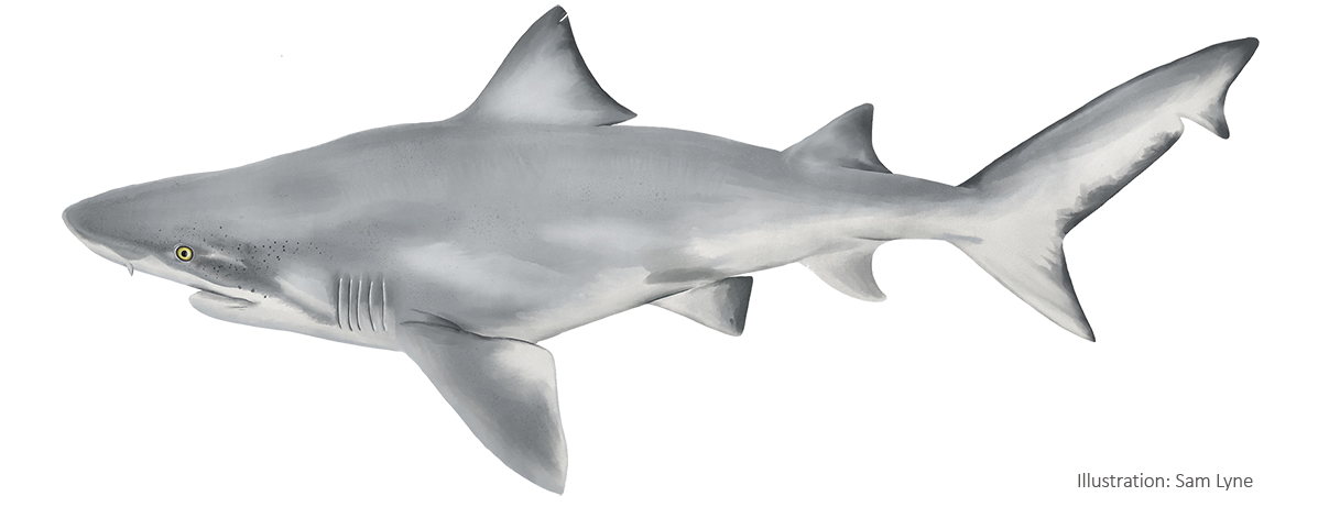 Illustration of a Northern River Shark