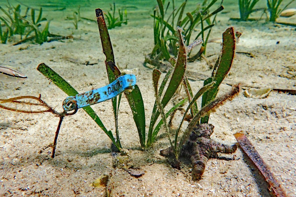 A starfish amid restored seagrasses.at Shark Bay