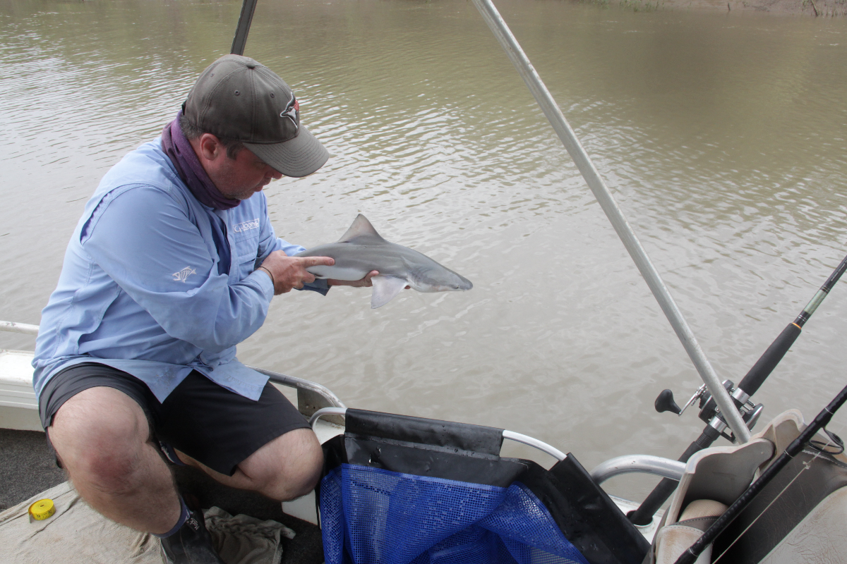 Hub researcher Peter Kyne with a Speartooth Shark