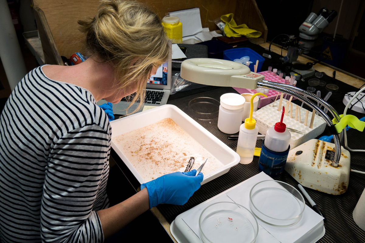 Phoebe Lewis sorting microplastics