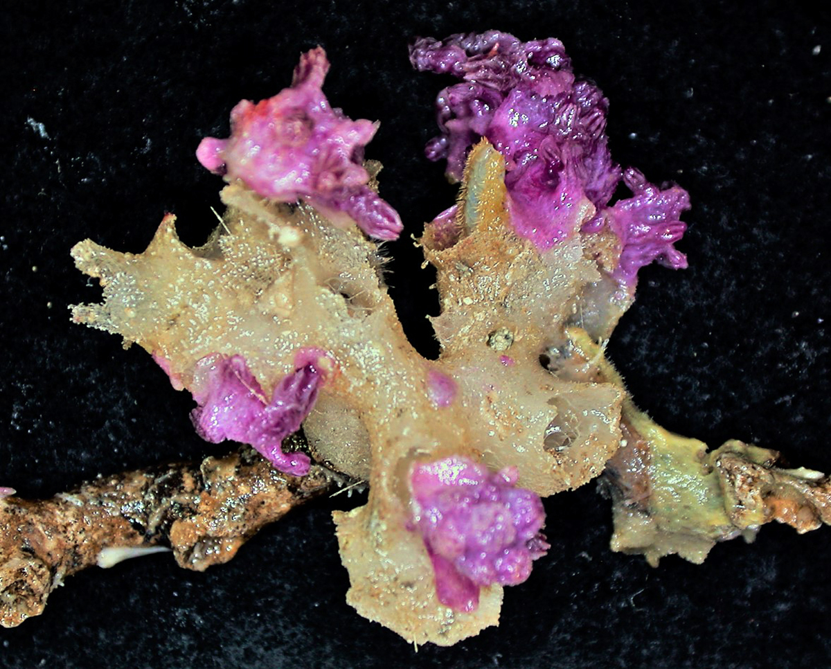 Purple encrusting coral, Trachythelia sp.
