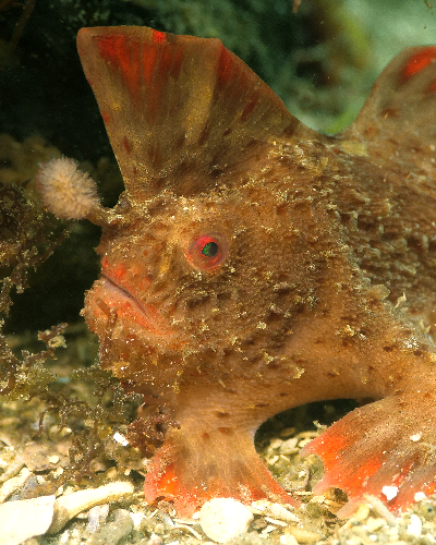 A Red Handfish with cocked crest and elysium.
