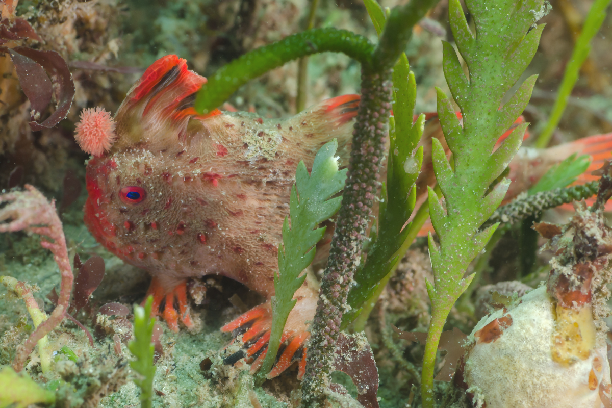 A Red Handfish on the seafloor