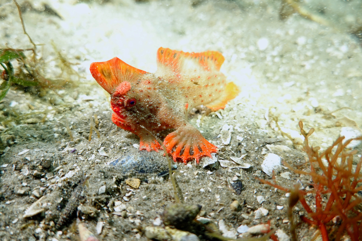 A Red Handfish on the seafloor