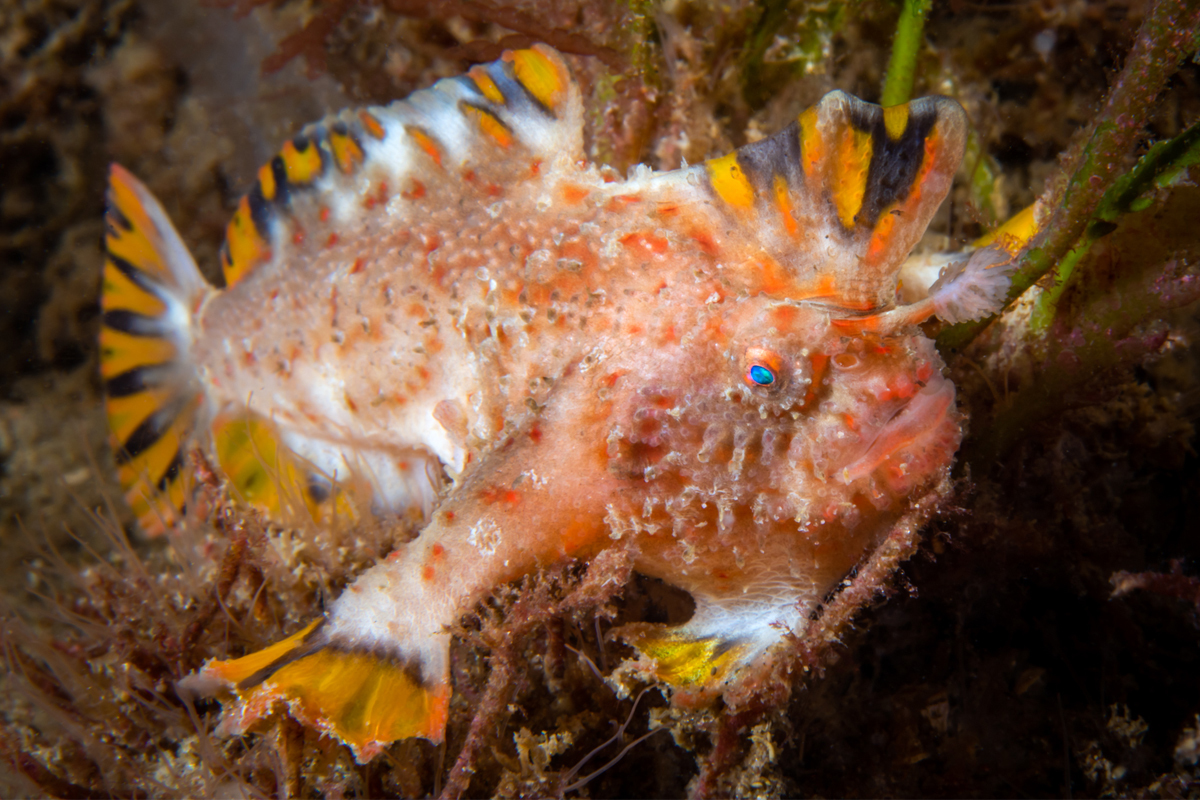 A captive reared Red Handfish released into the wild