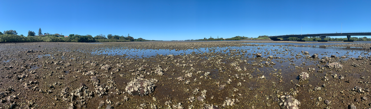 Intertidal mudflats, Richmond River, NSW