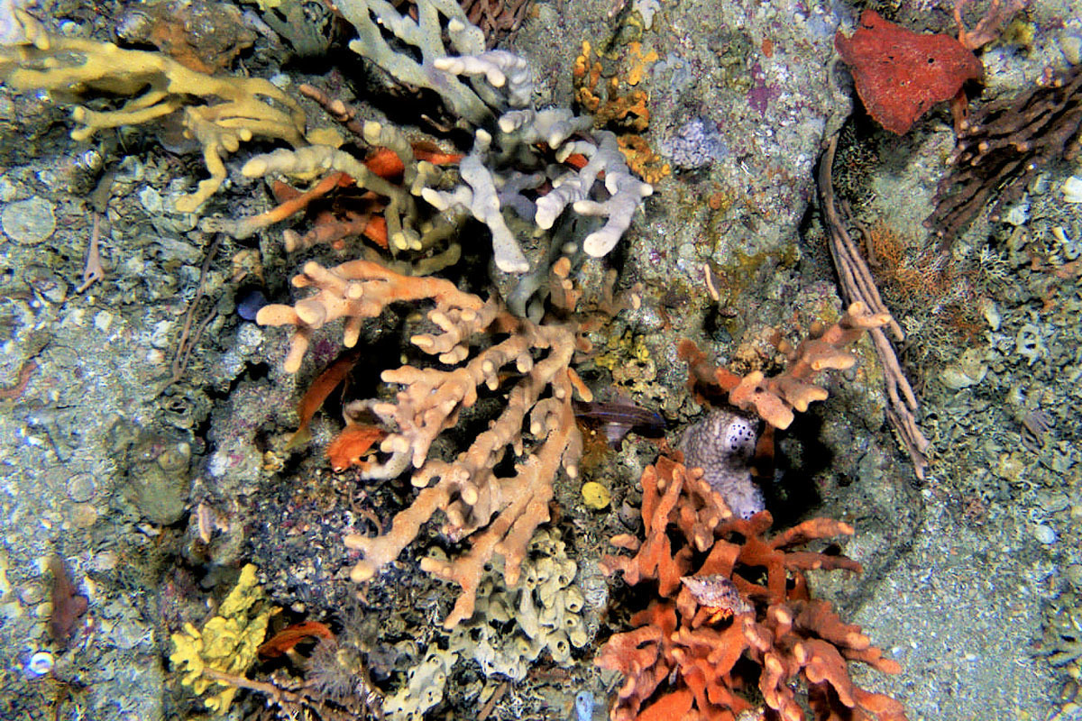 Sponges on rocky reef at Beagle Marine Park