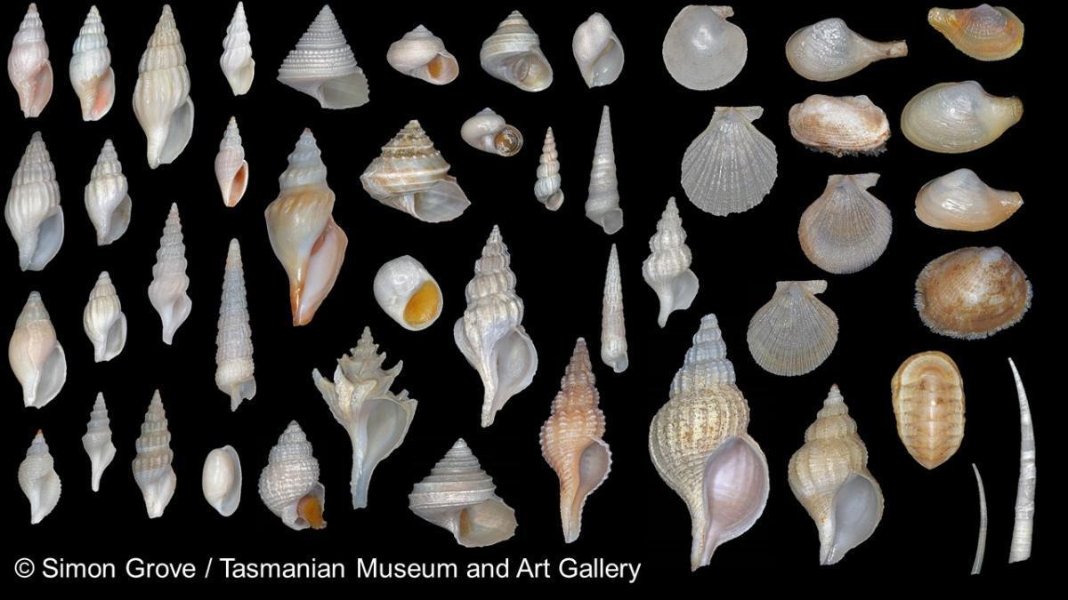 montage of shells