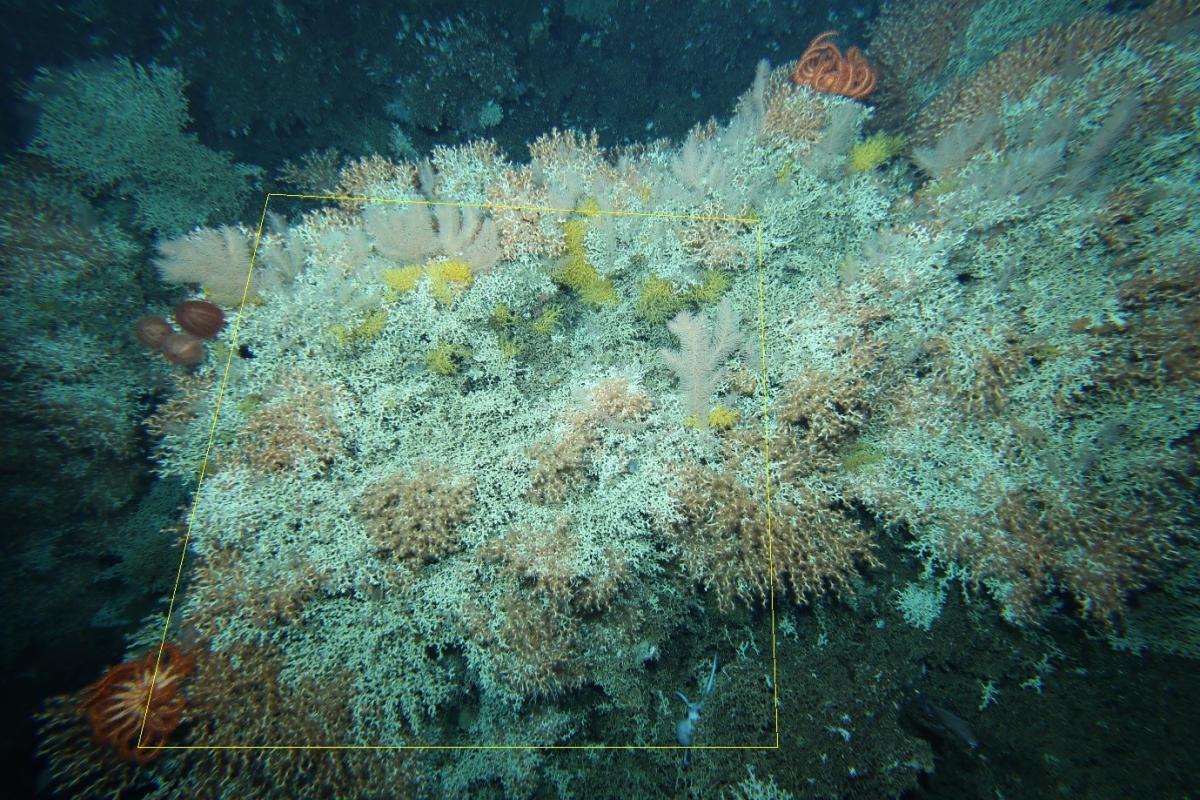 Solenosmilia coral reef marked with a quadrat