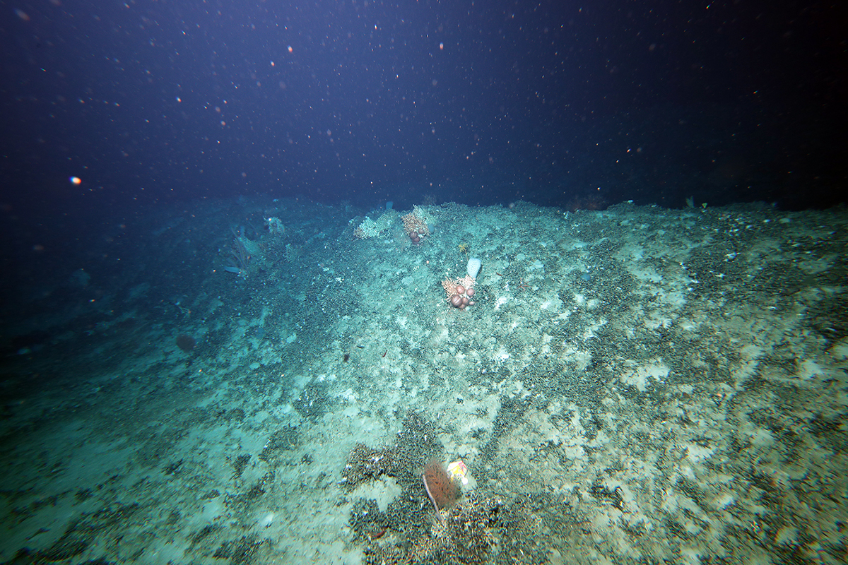 Softdrink can on teh seafloor