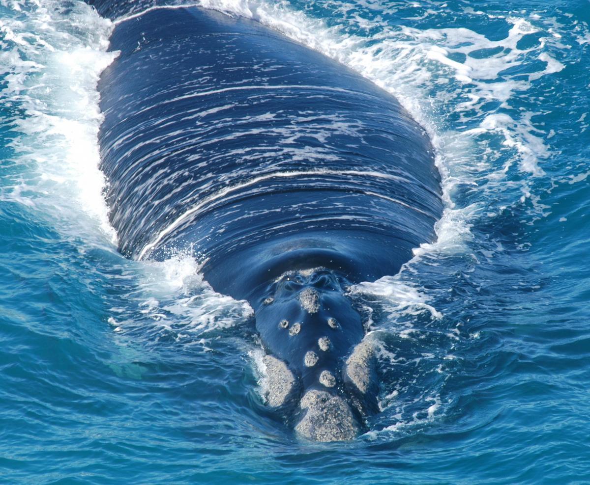 Long term southern right whale monitoring study at Head of Bight, South Australia. Image Eubalaena Pty Ltd