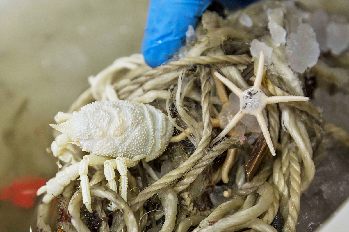 squat lobster, brittle star and rope