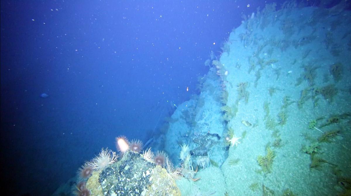 Crinoids urchins and octocorals