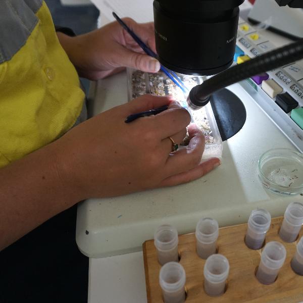 Biological samples being sorted