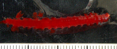 A polychaete worm collected on Investigator