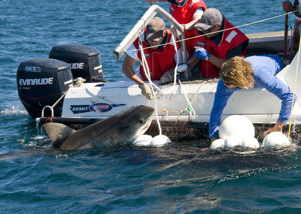 A juvenile White Shark held next to a vessel during tagging off New South Wales.