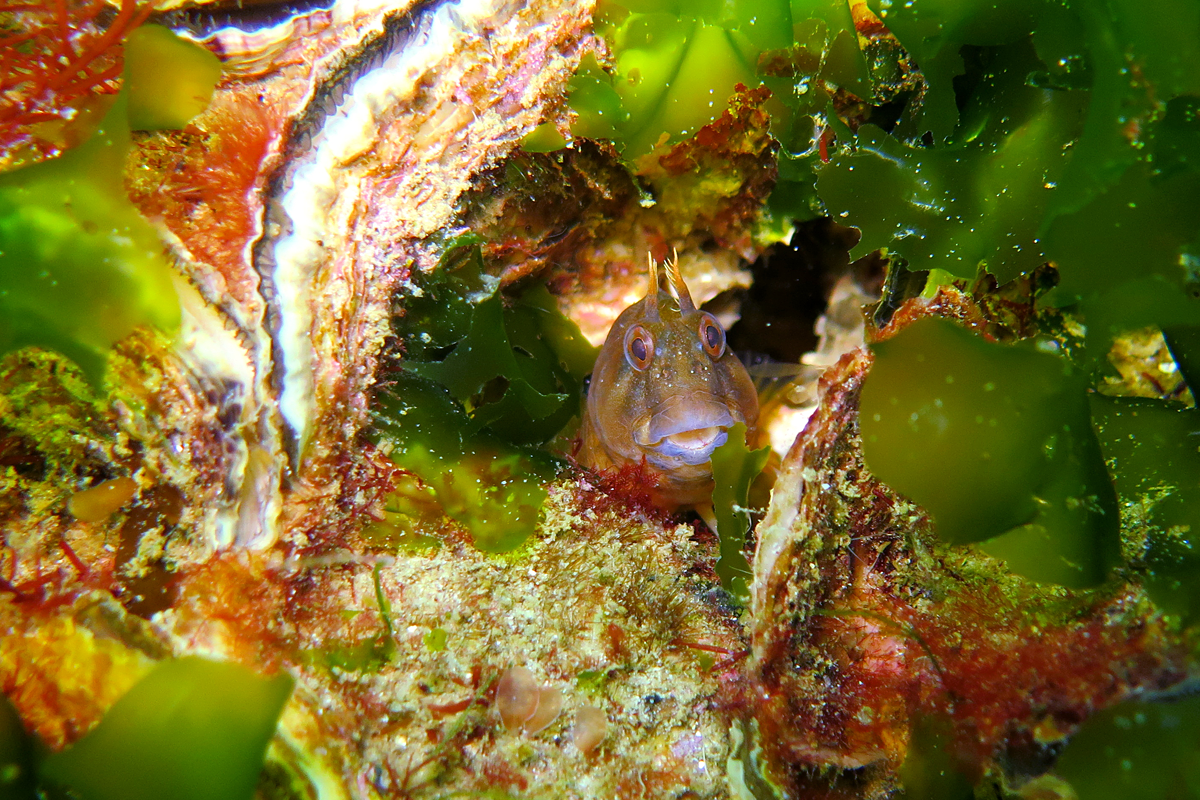 A Tasmanian Blenny in flat oysters at Maria Island.