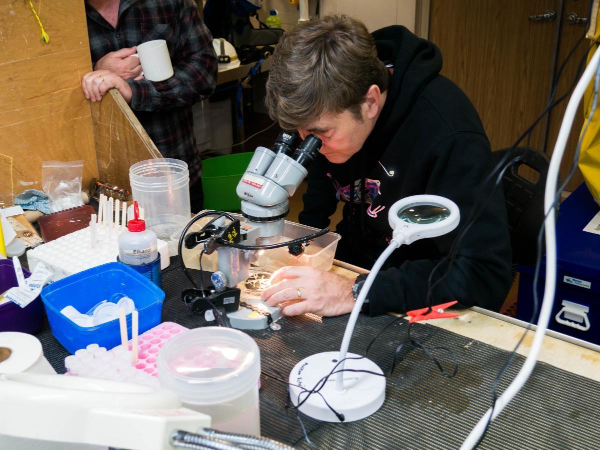 Tim O'Hara examines brittle stars on Investigator