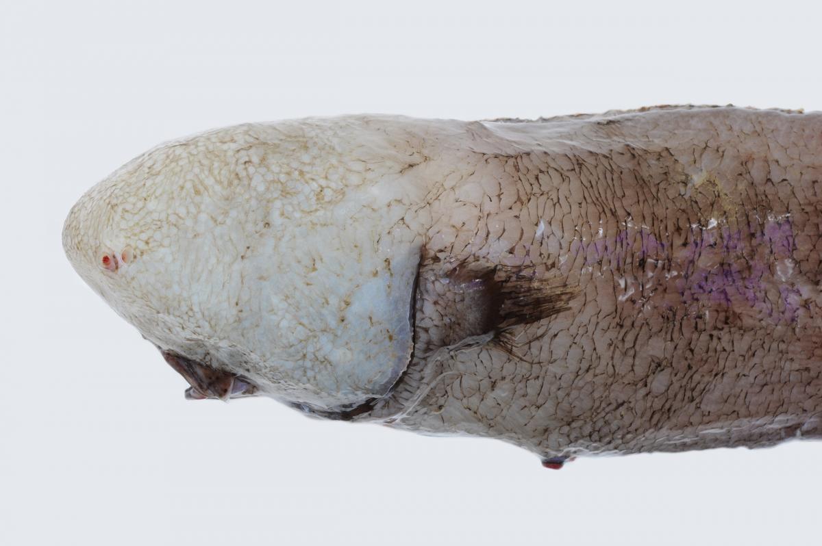 Head of a faceless cusk