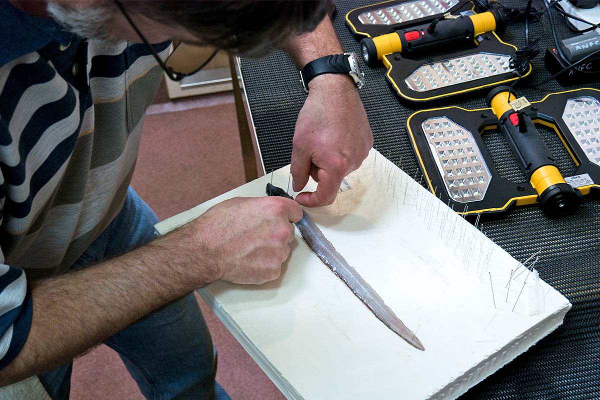 Pinning an unidentified fish