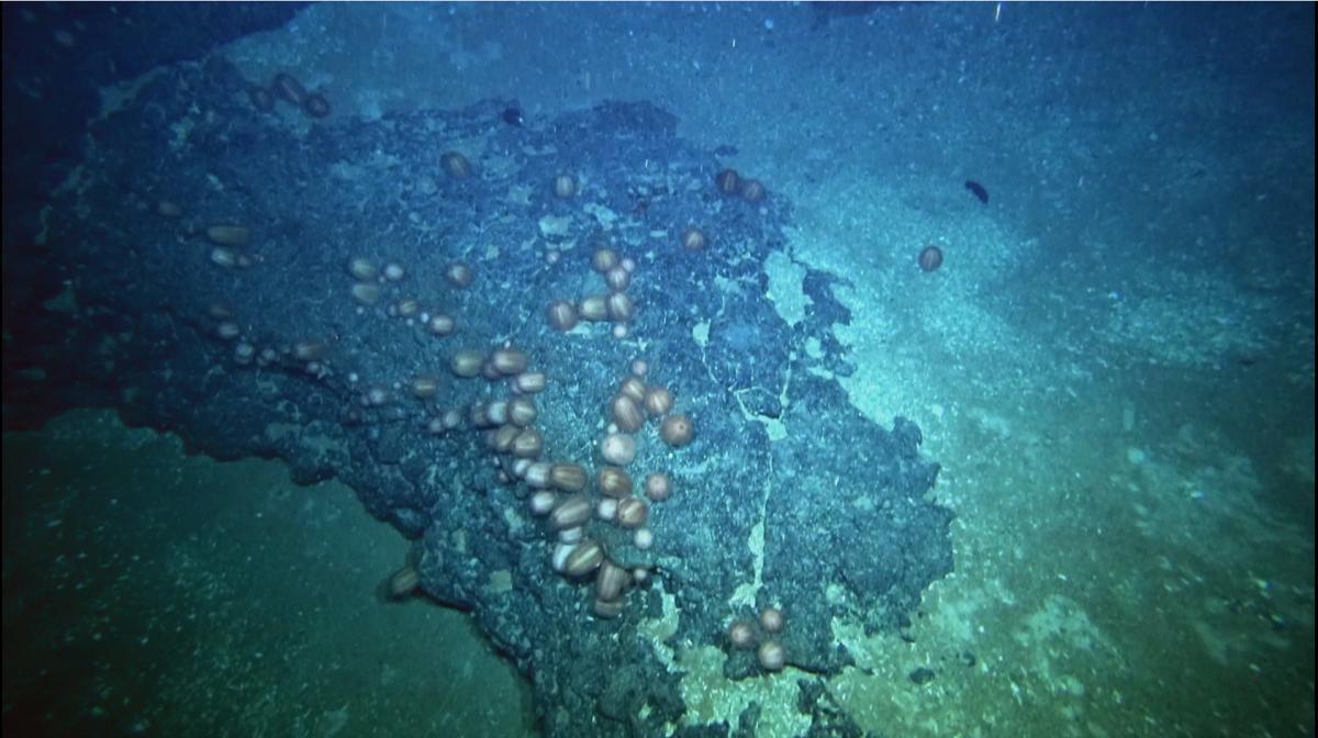 Urchins on the seafloor