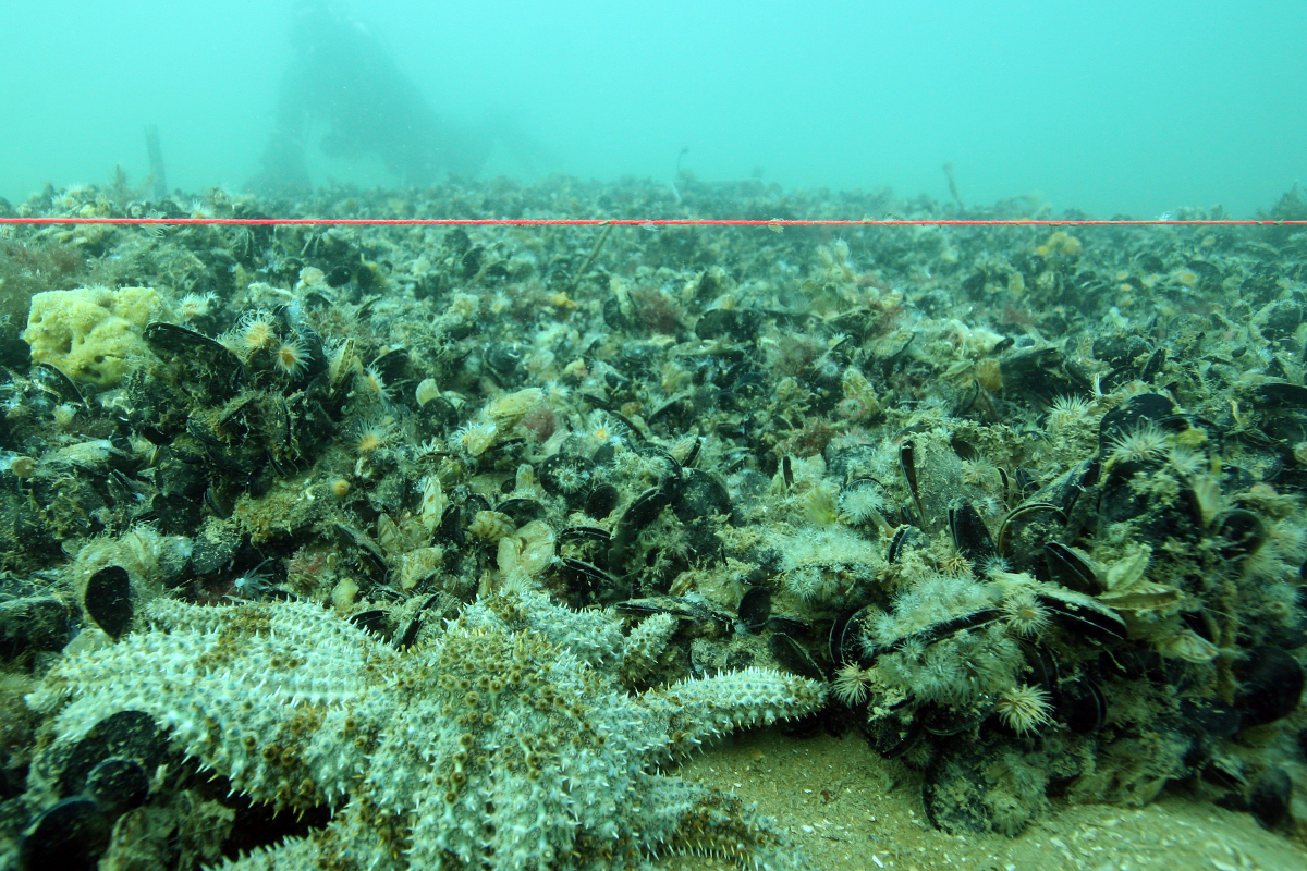 A seastar in a shellfish reef built of blue mussels 