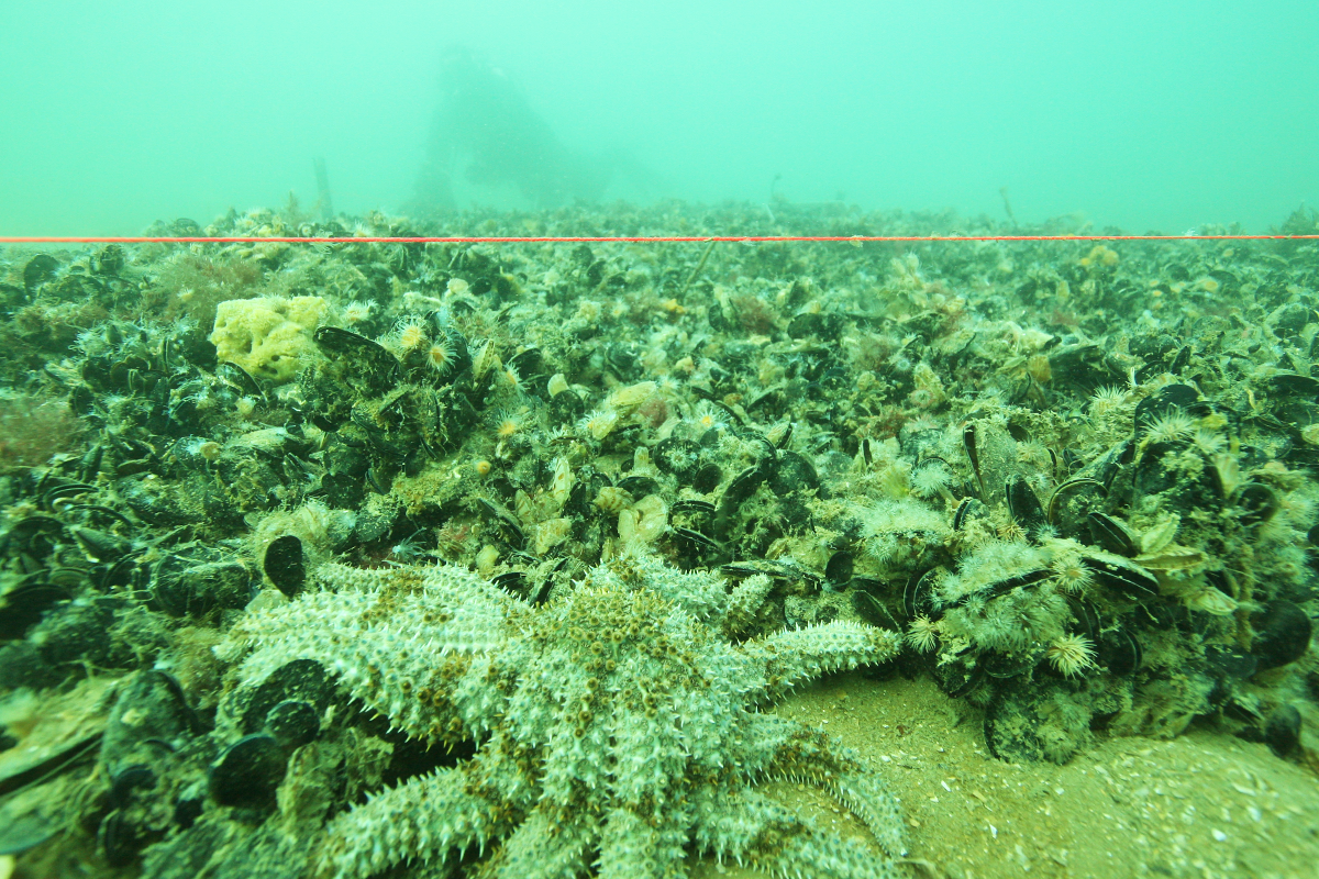 An experimental blue mussel bed at Hobson's Bay in Port Phillip Bay, Victoria.