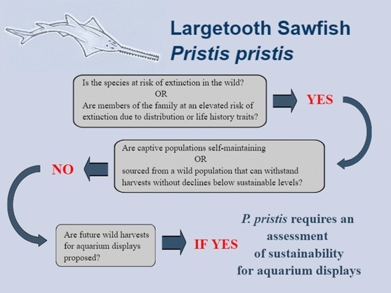 Pristis pristis requires an assessment of sustainability for aquarium displays