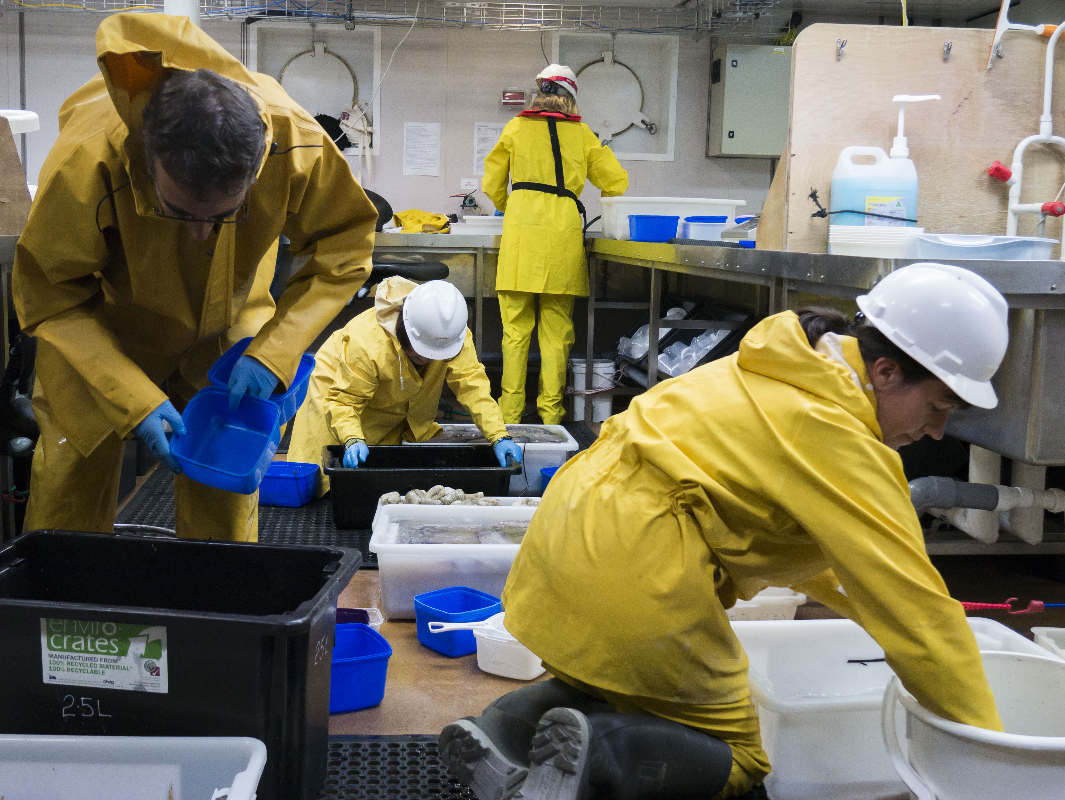 Four scientists sorting samples on the RV Investigator