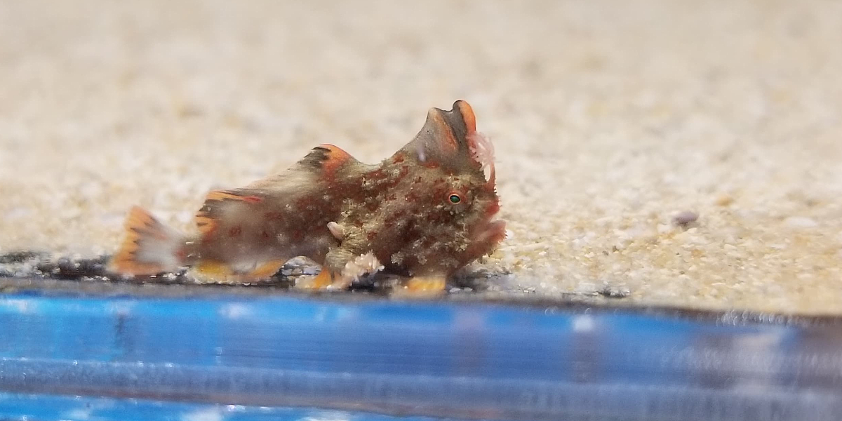 A baby Red Handfish at Seahorse World