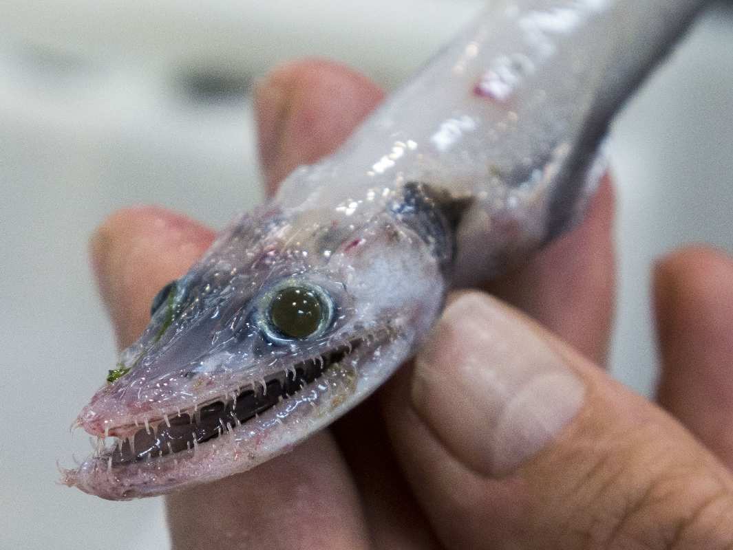 Baby Lizard Fish