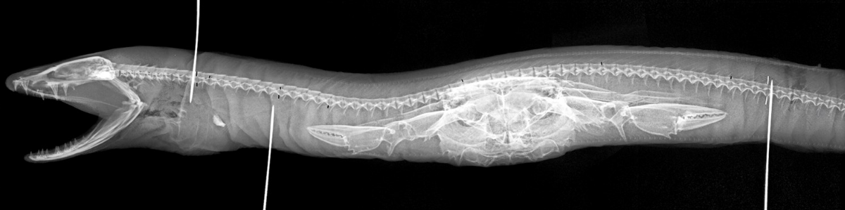An X-ray of a crab inside a basketwork eel