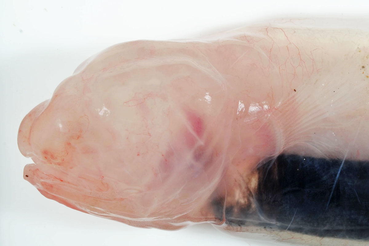 blind cusk eel (head)