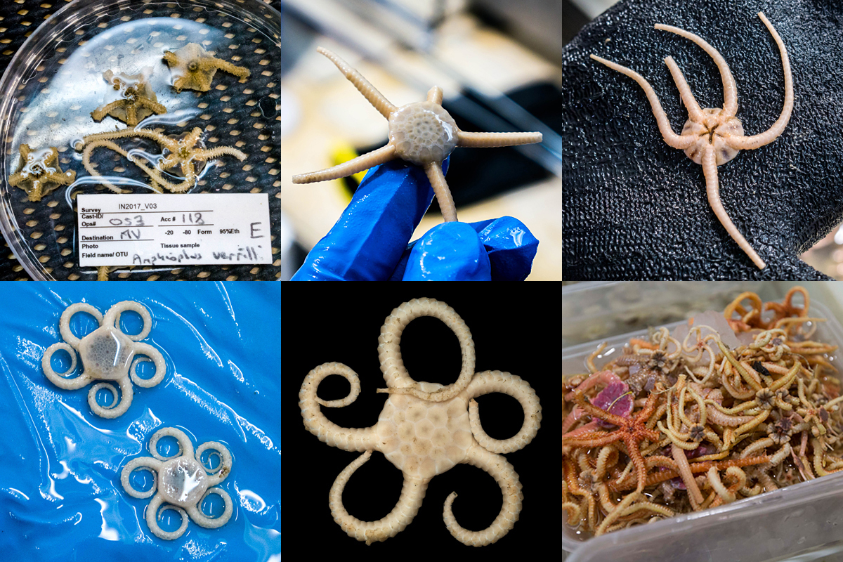 Brittle star montage