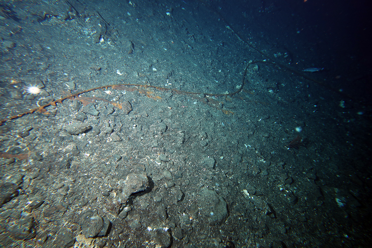 Cable on the seafloor