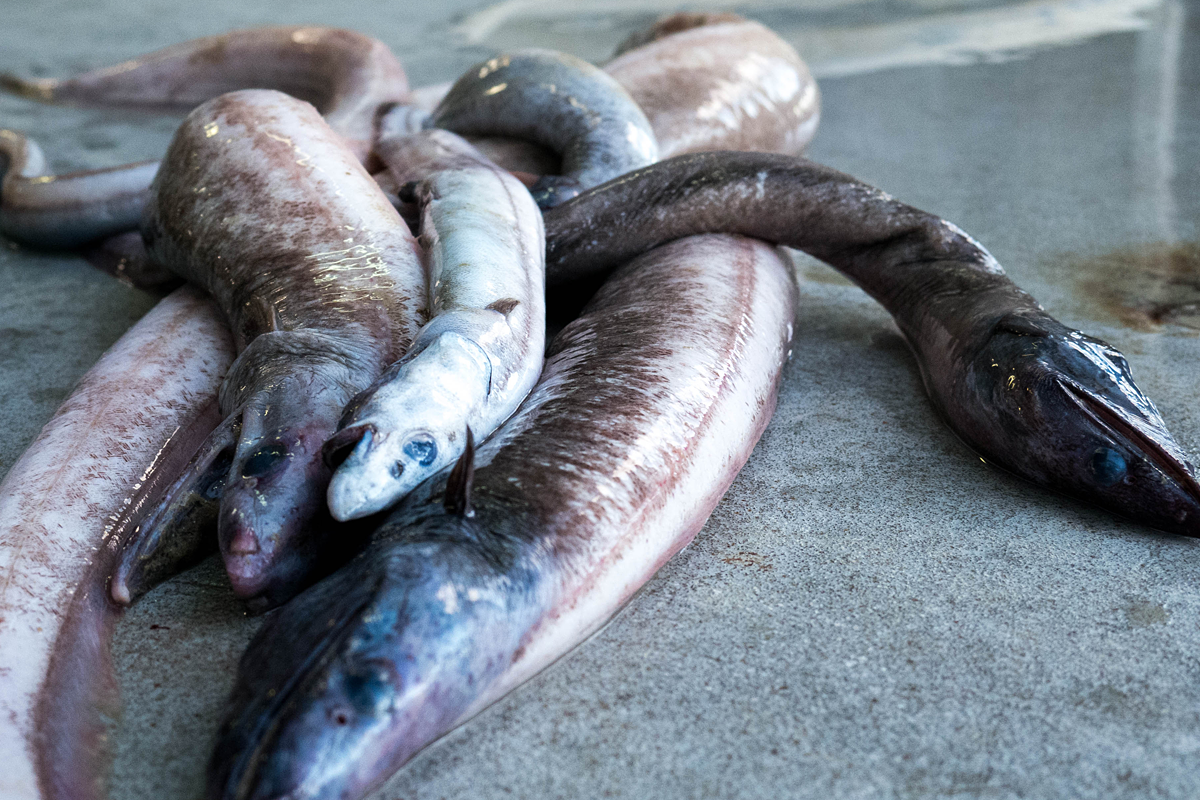 A catch of eels from the RV Investigator voyage to the abyss.