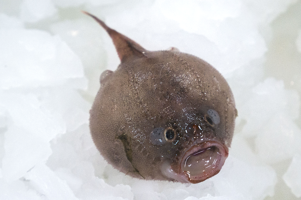 A coffinfish collected on the RV Investigator voyage