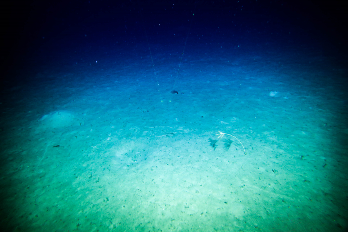Crinoid on seafloor from RV Investigator