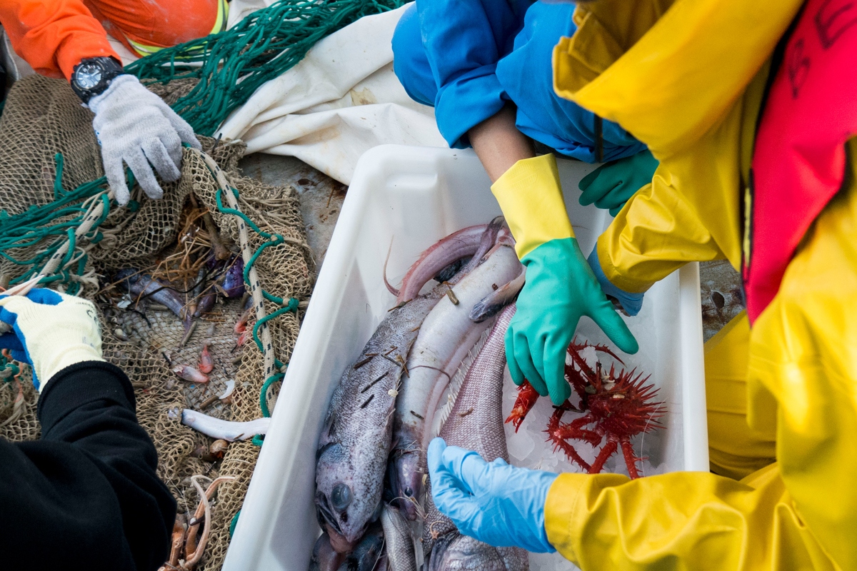 Beam trawl catch in East Gippsland CMR