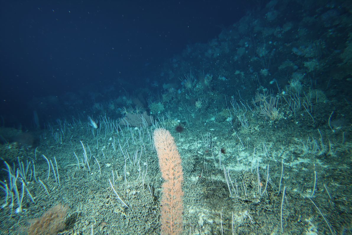 Deep seafloor