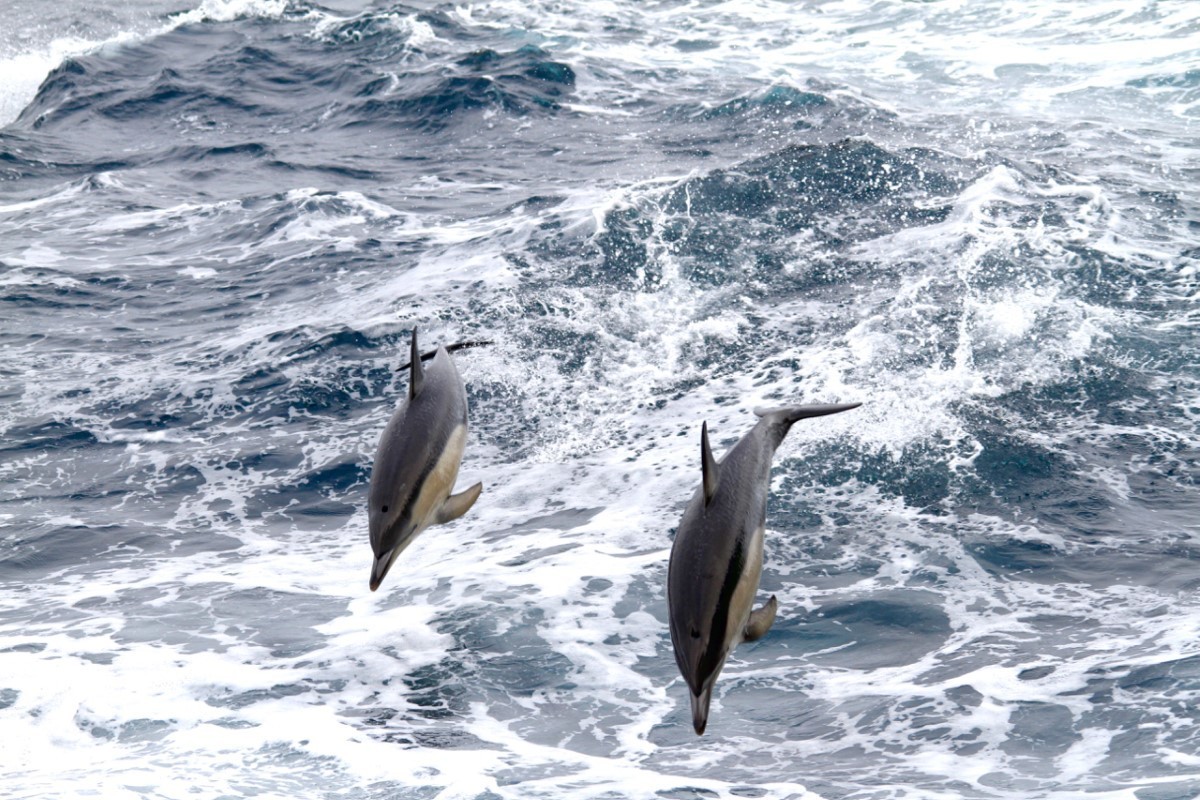 Dolphins beside the RV Investigator