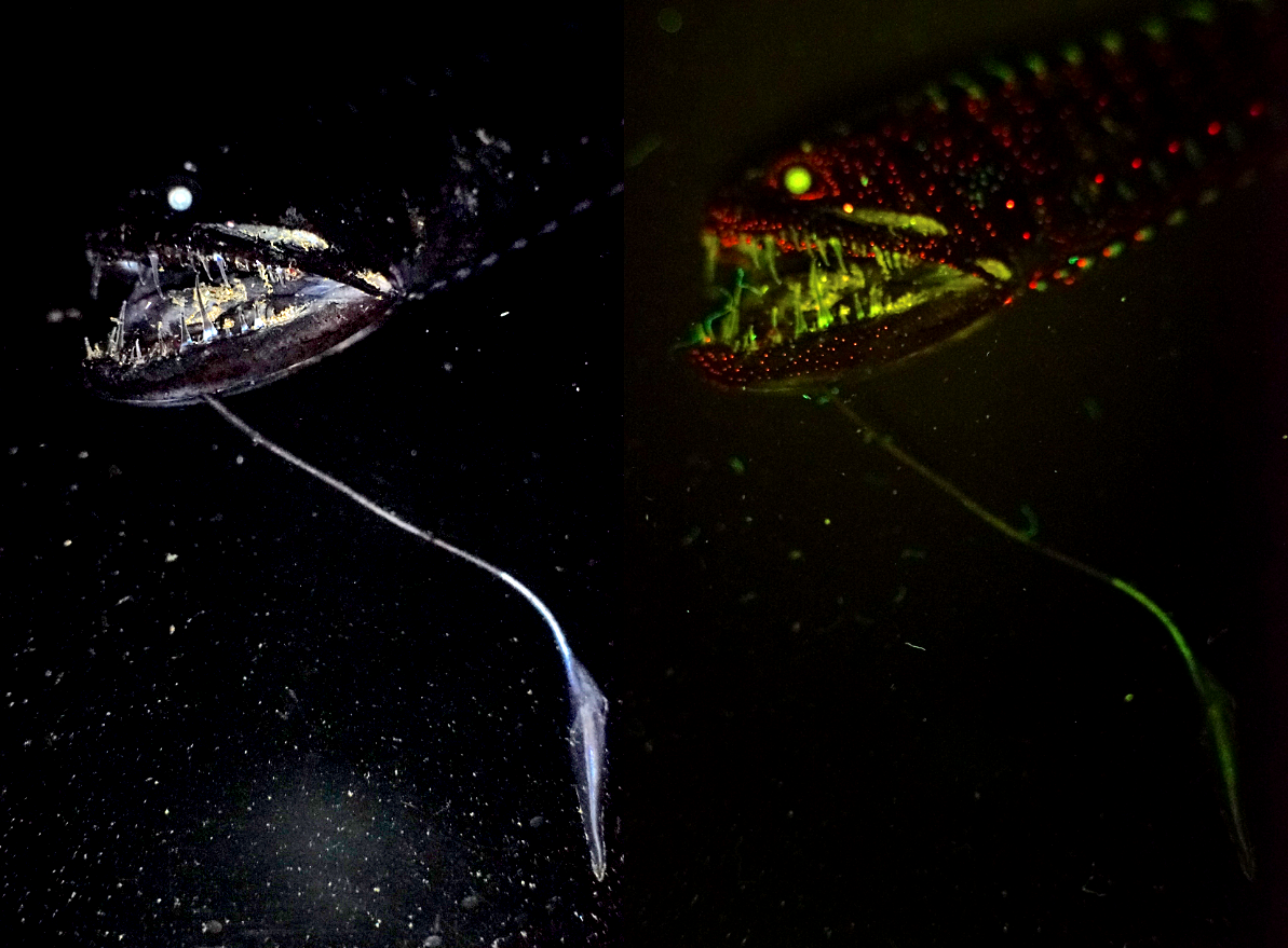 A dragon fish fluorescing under different lights