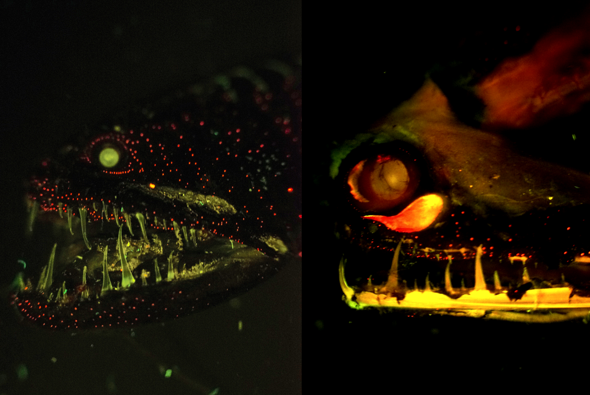 Fluorescing dragon fish and red dragon fish