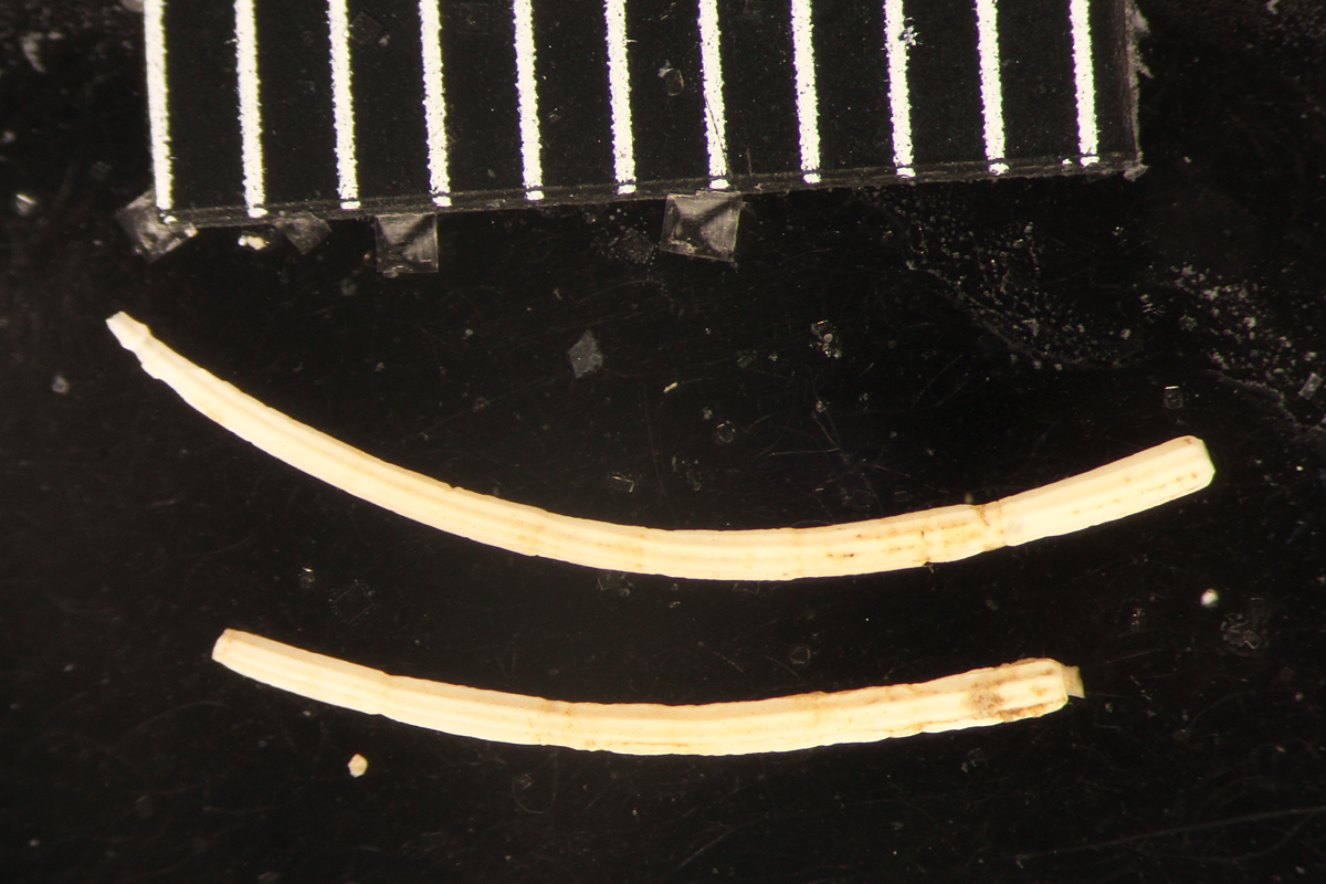 A calcereous tubeworm