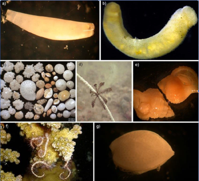 A figure from the Field Manuals for Marine Sampling