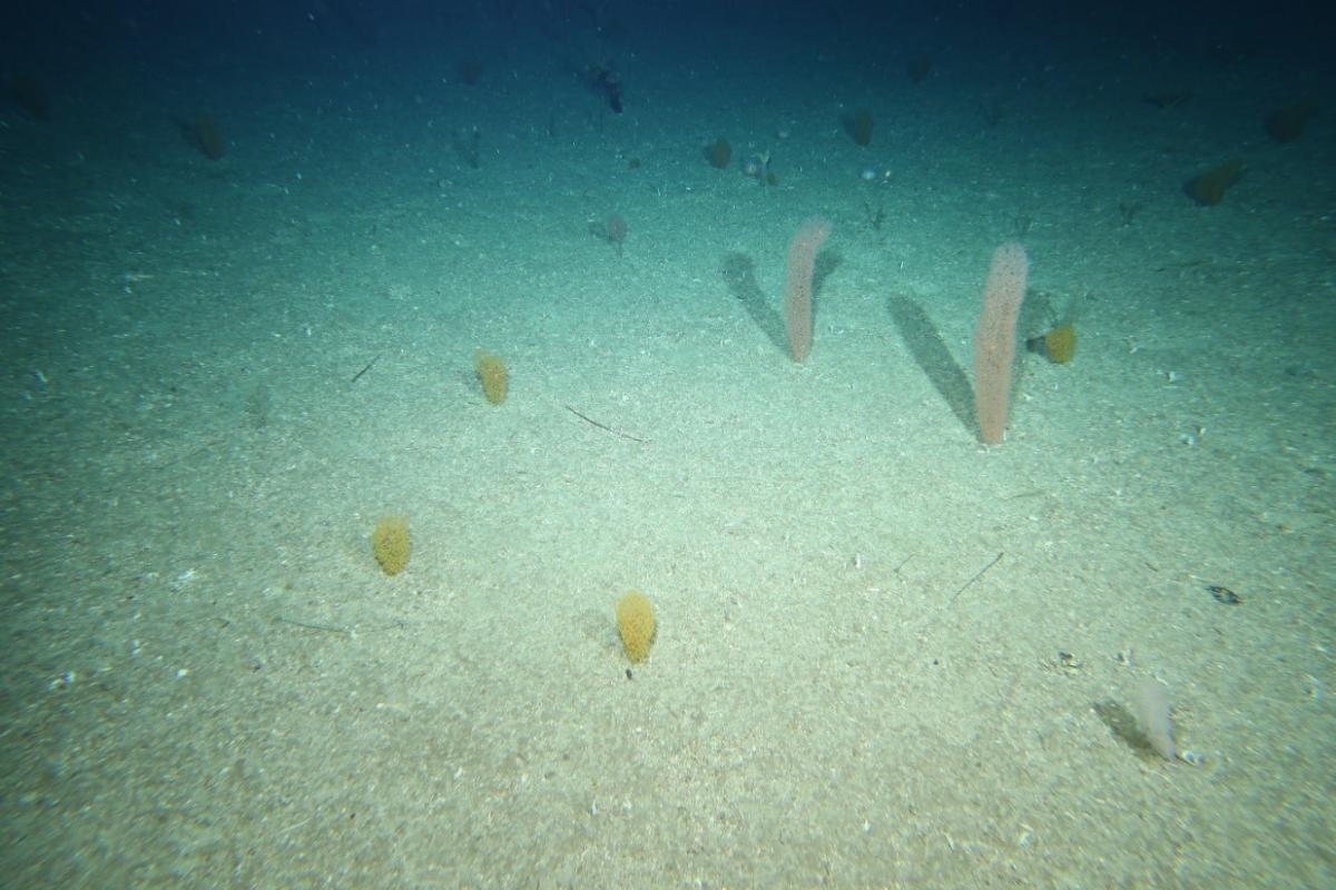 Andy's Hill seamount seafloor showing yellow and bottlebrush corals